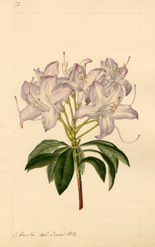 Файл:Rhododendron arborescens.jpg