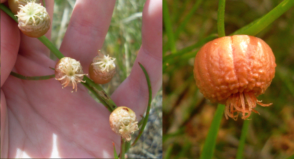 Файл:Tersonia cyathiflora.jpg