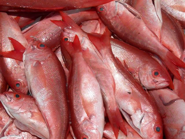 Файл:Vermilion snapper 2.jpg