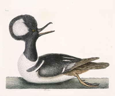 Файл:Catesby HoodedMerganser.jpg