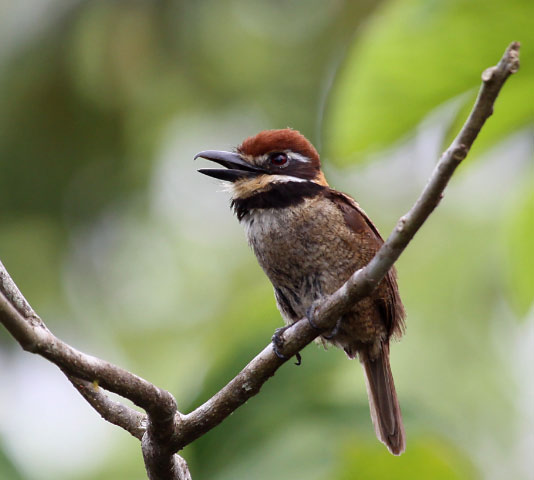 Файл:Chestnut-capped Puffbird.jpg