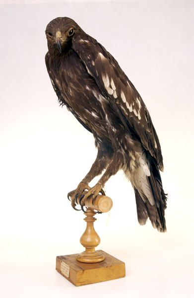 Файл:Greater Spotted Eagle.jpeg