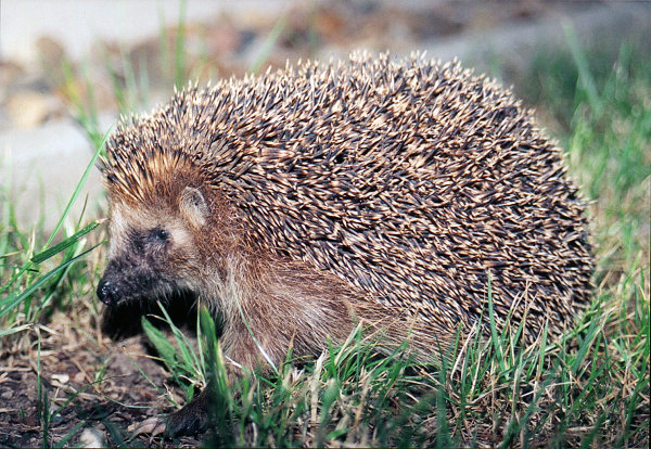 Файл:Igel01.jpg