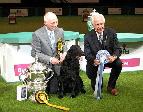 Файл:Crufts BIS 2011.jpg