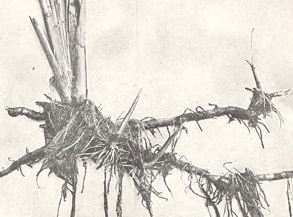 Файл:FMIB 40687 Typha latifolio, Rootstock.jpeg