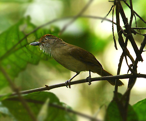 Файл:MELODIOUS BABBLER.jpg