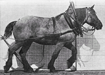 Файл:Muybridge horse walking animated.gif
