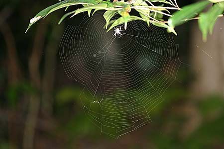Файл:Neoscona.punctigera.web.-.tanikawa.jpg