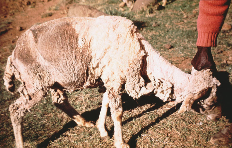 Файл:Psoroptic-mite-infestation-sheep-scab-lesotho-2.jpg