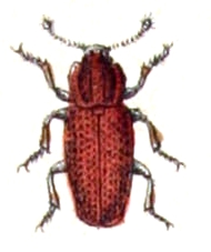 Файл:Pycnomerus.terebrans.-.calwer.15.02.jpg