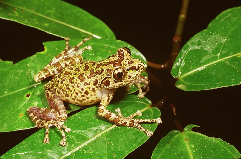 Файл:Spinomantis peraccae01.jpg
