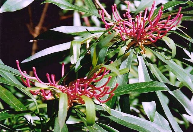 Файл:Telopea mongaensis at Monga National Park.jpg