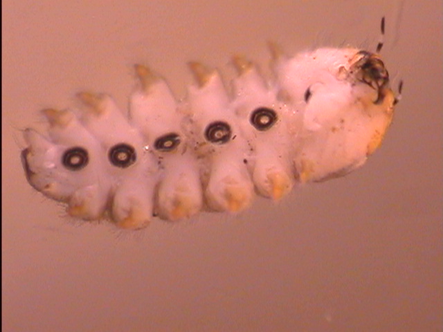Файл:Blepharicera Ventral Side.jpg