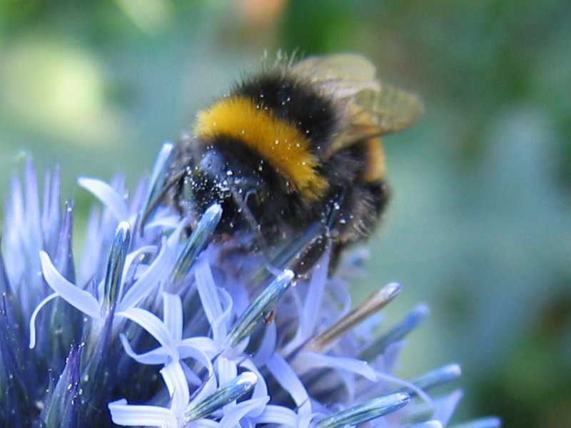 Файл:Bombus lucorum.jpeg