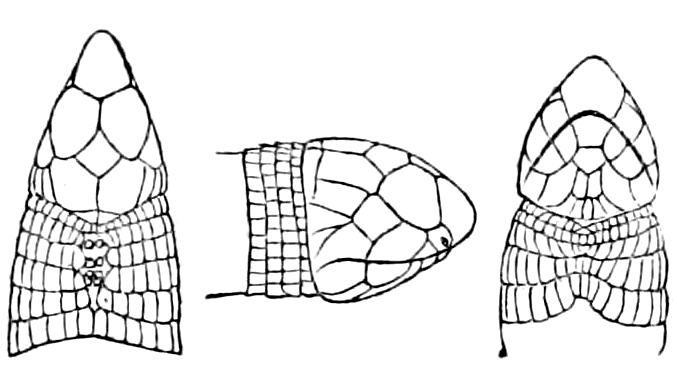 Файл:Geocalamus modestus.jpg