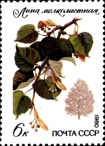 Файл:Почтовая марка СССР № 5122. 1980. Охраняемые породы деревьев и кустарников.jpg