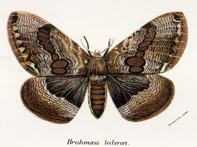 Файл:Brahmaea ledereri.jpg