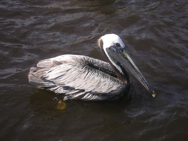 Файл:Brown-Pelican-Ponce-Inlet-FL-2.jpg