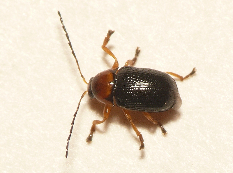 Файл:Cryptocephalus rufipes.jpg