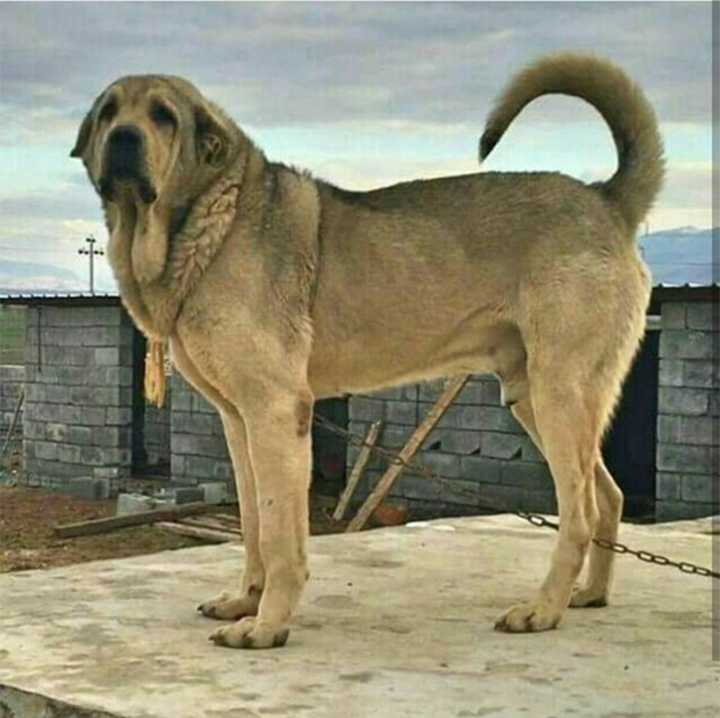 Файл:Kurd Mastiff (Pshdar).png