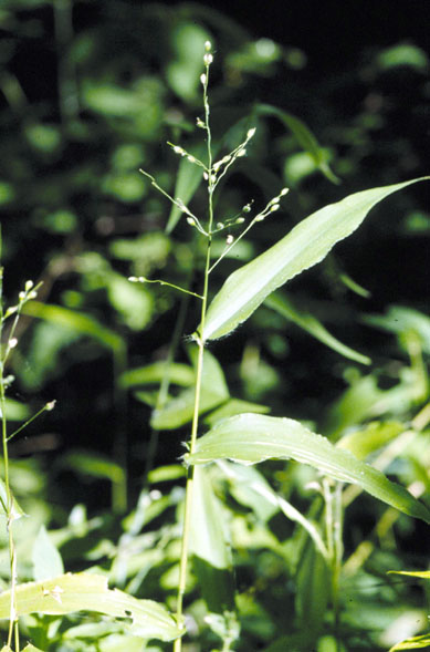 Файл:Panicum latifolium.jpg