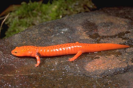 Файл:Pseudotriton ruber.jpg