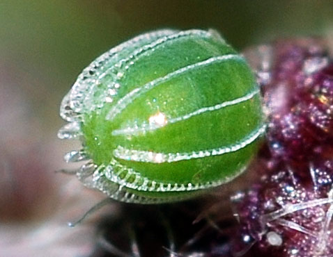 Файл:Vanessa atalanta eggs2.jpg