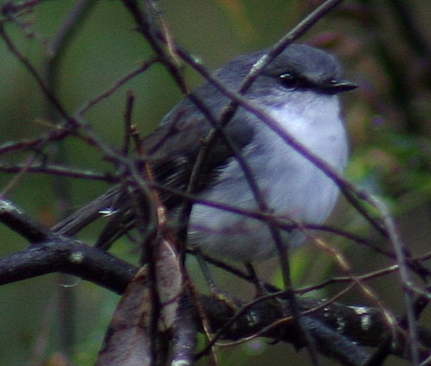 Файл:White breasted Robin MR 1 email.jpg