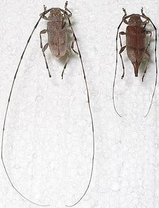 Файл:AcanthocinusAedilis.jpg