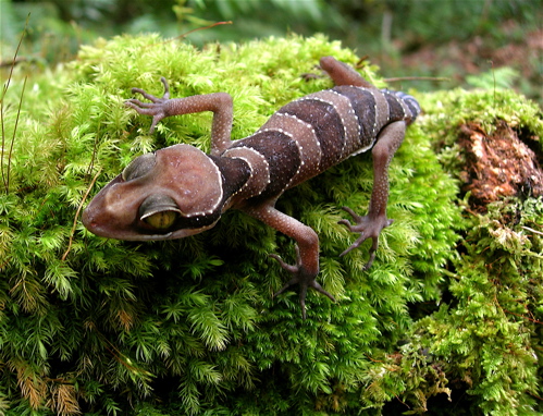 Файл:Cyrtodactylus-pulchellus.jpg