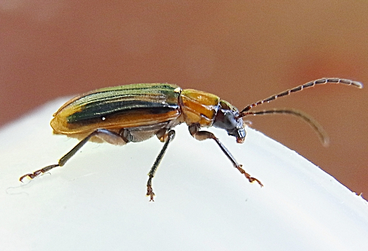 Файл:Diabrotica virgifera side3.jpg