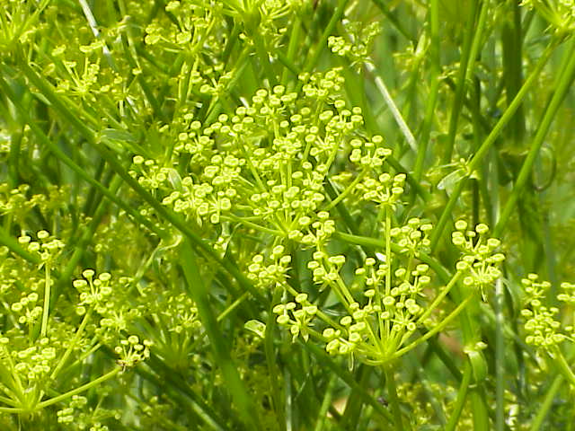 Файл:Ferulago campestris1.jpg