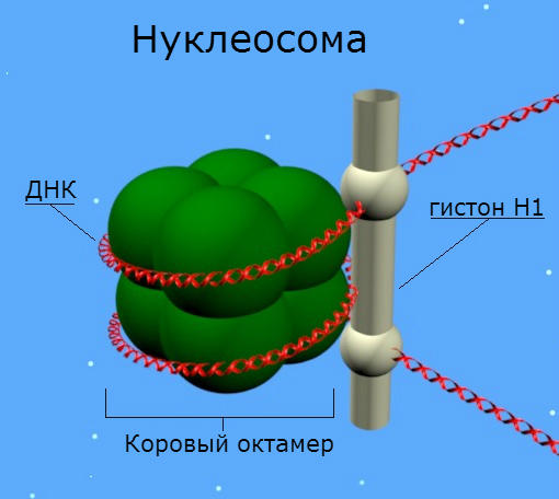 Файл:Nucleosome-ru.jpg