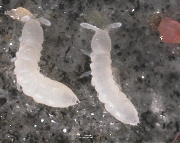 Файл:Protaphorura armata.jpg