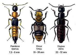 Файл:Staphylinidae.jpg