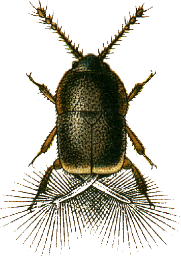 Файл:Trichopteryx atomaria Jacobson.png