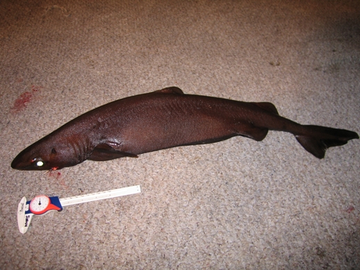 Файл:Zameus squamulosus.jpg