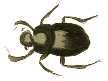 Файл:Canthon pilularius.jpg