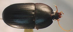 Файл:Coptocarpus philipi.jpg