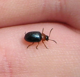 Файл:Gastrophysa polygoni.jpg