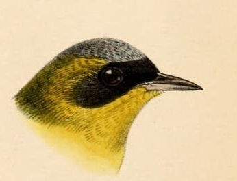 Файл:Geothlypis auricularis Keulemans.jpg