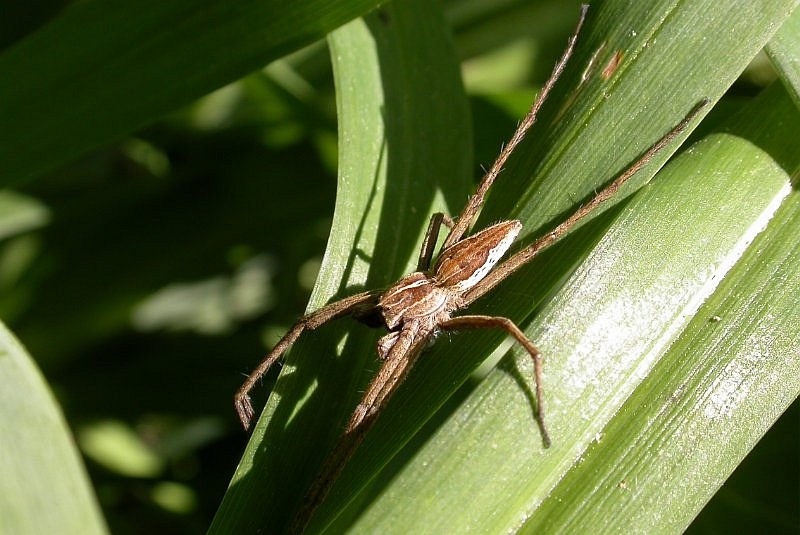 Файл:Pisaura mirabilis 1.jpg