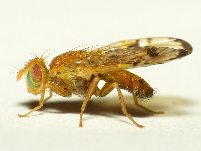 Файл:Xyphosia miliaria.jpg
