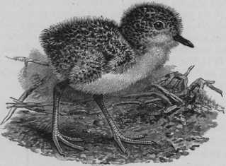 Файл:Bul02Bird015a.jpg