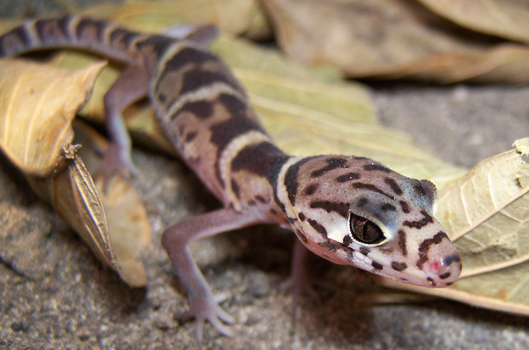 Файл:Coleonyx mitratus.jpg