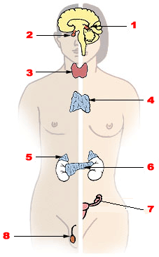 Наиболее значимые железы внутренней секреции у мужчины и женщины. Мужчина слева, женщина справа. 1. Шишковидная железа 2. Гипофиз 3. Щитовидная железа 4. Тимус 5. Надпочечник 6. Поджелудочная железа 7. Яичник 8. Яичко