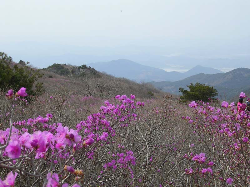 Файл:Korea-Mount Biseul-Azalea Valley-01.jpg