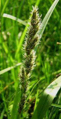 Файл:Carex vulpina1.jpg