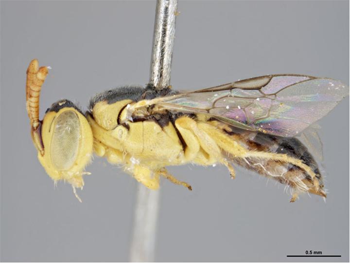 Файл:Euryglossula deserti m.jpg