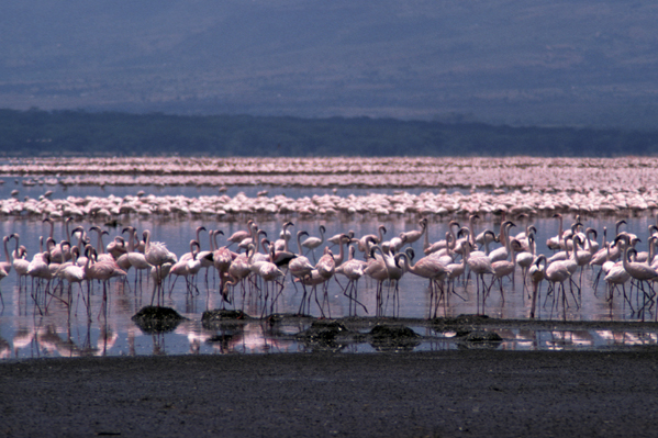 Файл:LakeBogoria.jpg